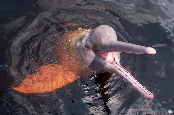 Amazon pink dolphin -Parque Nacional Yasuní