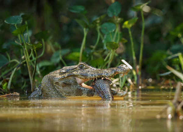 caiman amazon - Parque Nacional Yasuní
