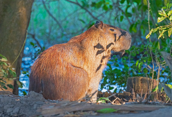 capybara amazon - Parque Nacional Yasuní