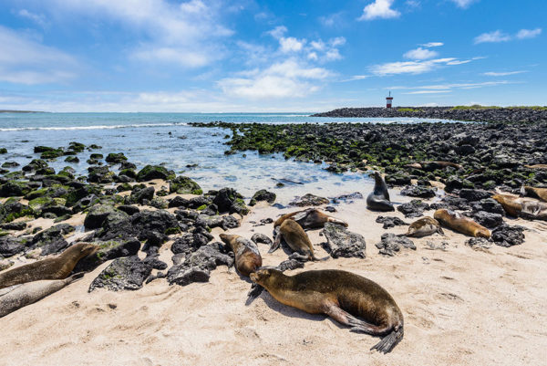 Galapagos Islands sea lions