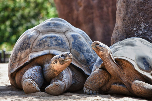 Galapagos Islands tortoise