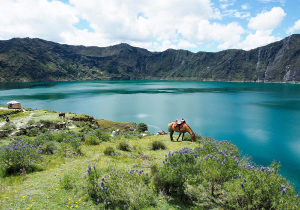 Horse by Quilotoa lake, Ecuador