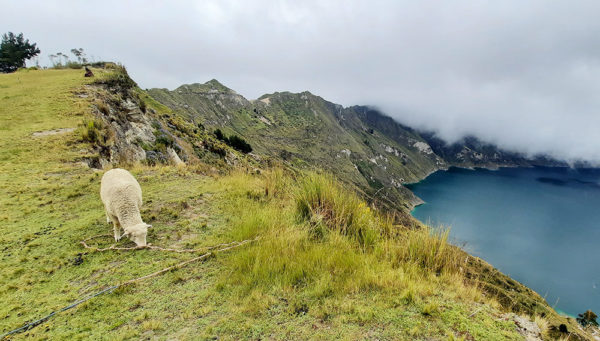 sheep overlooking Quilotoa Lake, Ecuador
