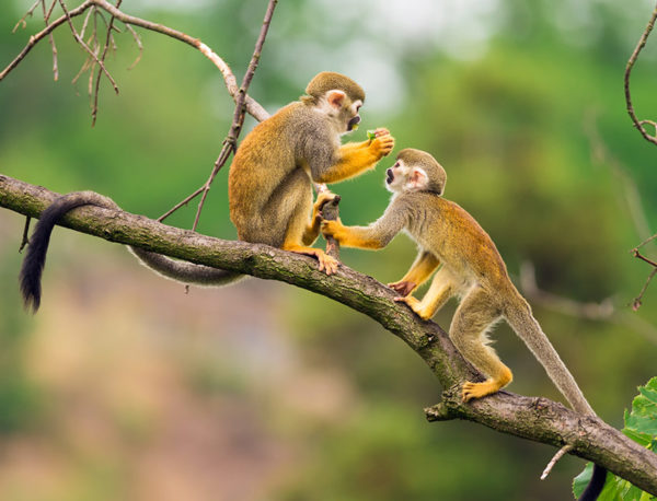 squirrel monkeys amazon in Parque Nacional Yasuní